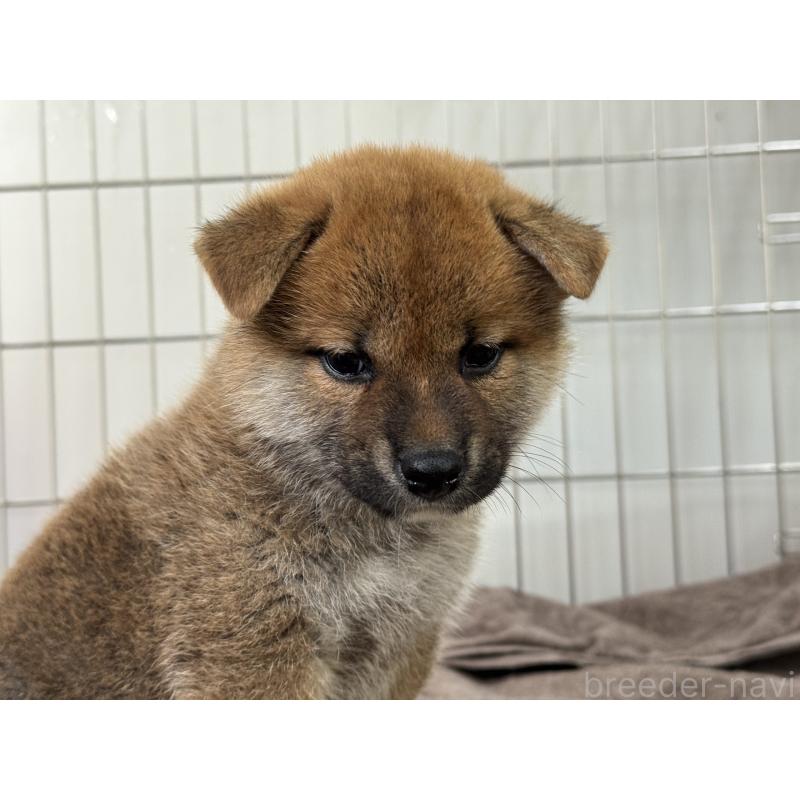 販売中の岡山県の柴犬-408006の1枚目