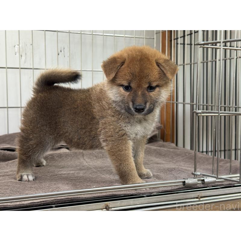 販売中の岡山県の柴犬-408006の2枚目