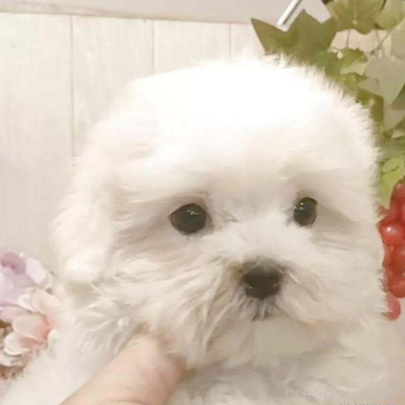販売中の愛知県のマルチーズ-404746の11枚目