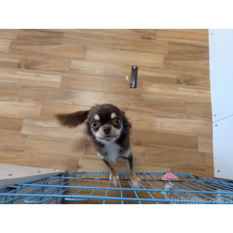 パニーニちゃん1枚目