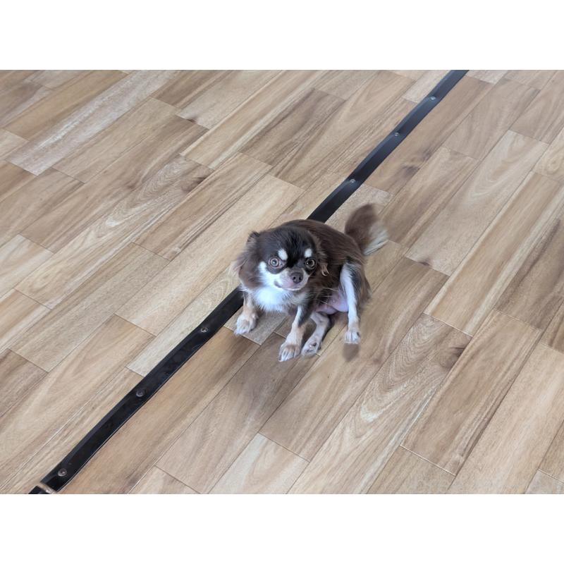 パニーニちゃん1枚目