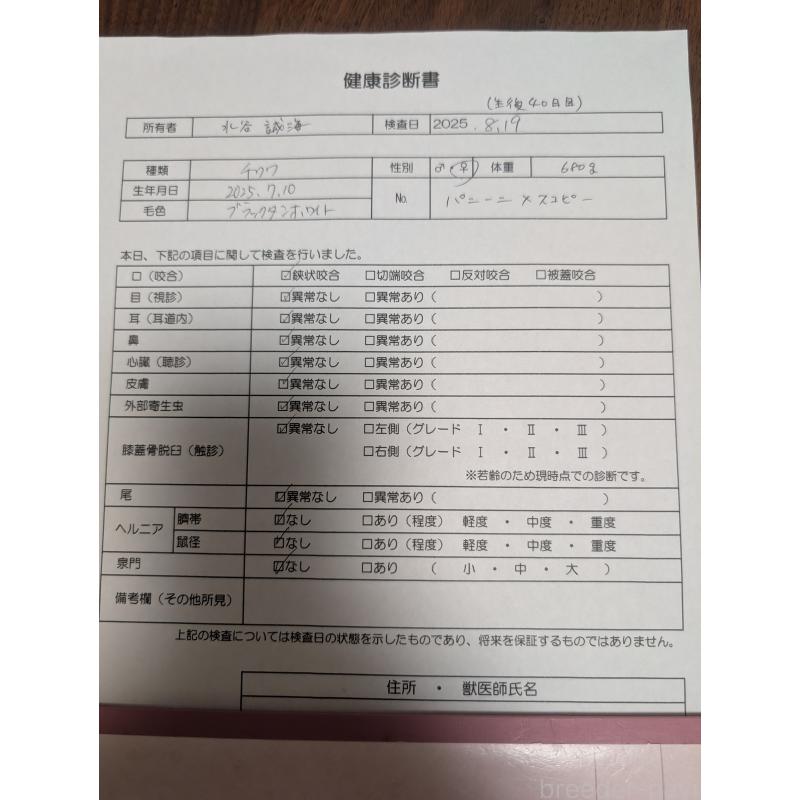 販売中の愛知県のチワワ(ロングコート)-406692の70枚目