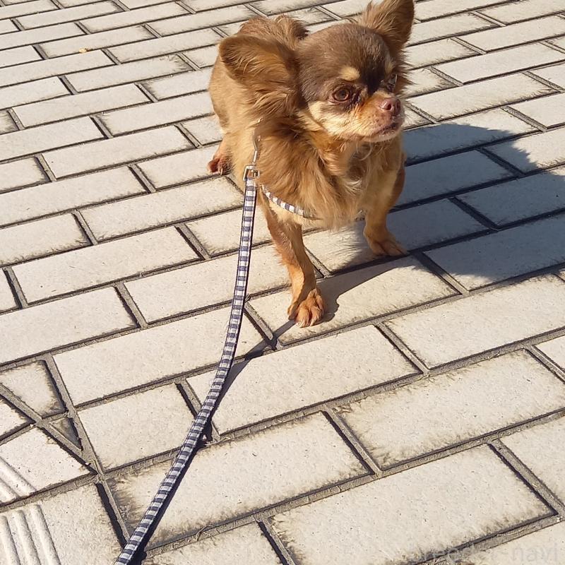 ヨモギちゃん1枚目