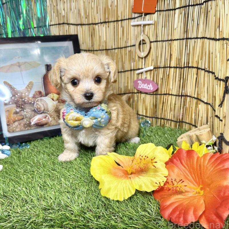 成約済の愛知県のチワプー:チワワ×トイプードル-405600の2枚目