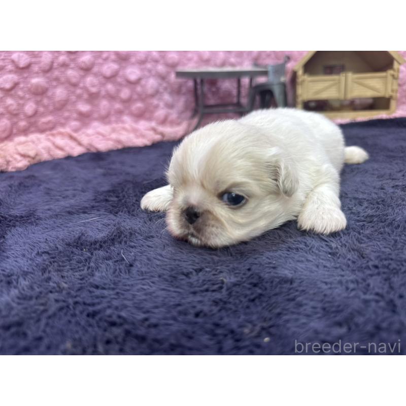 販売中の茨城県のペキニーズ-408030の9枚目