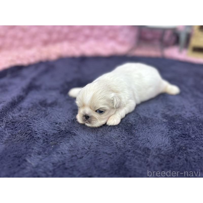 販売中の茨城県のペキニーズ-408030の7枚目