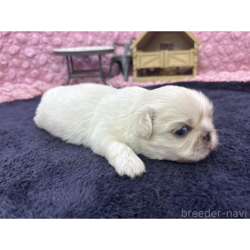 販売中の茨城県のペキニーズ-408030の6枚目