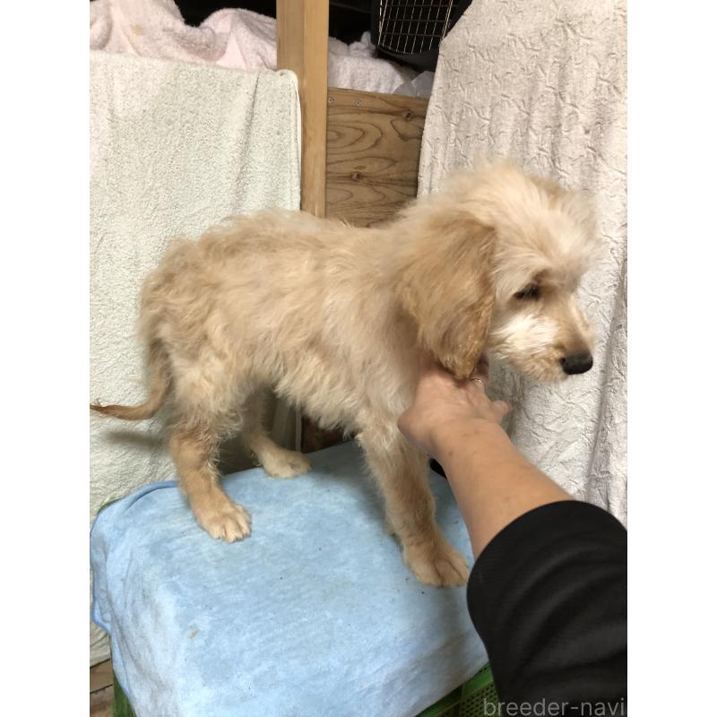 販売中の兵庫県のゴールデンドゥードル:ゴールデンレトリーバー×プードル-398923の13枚目