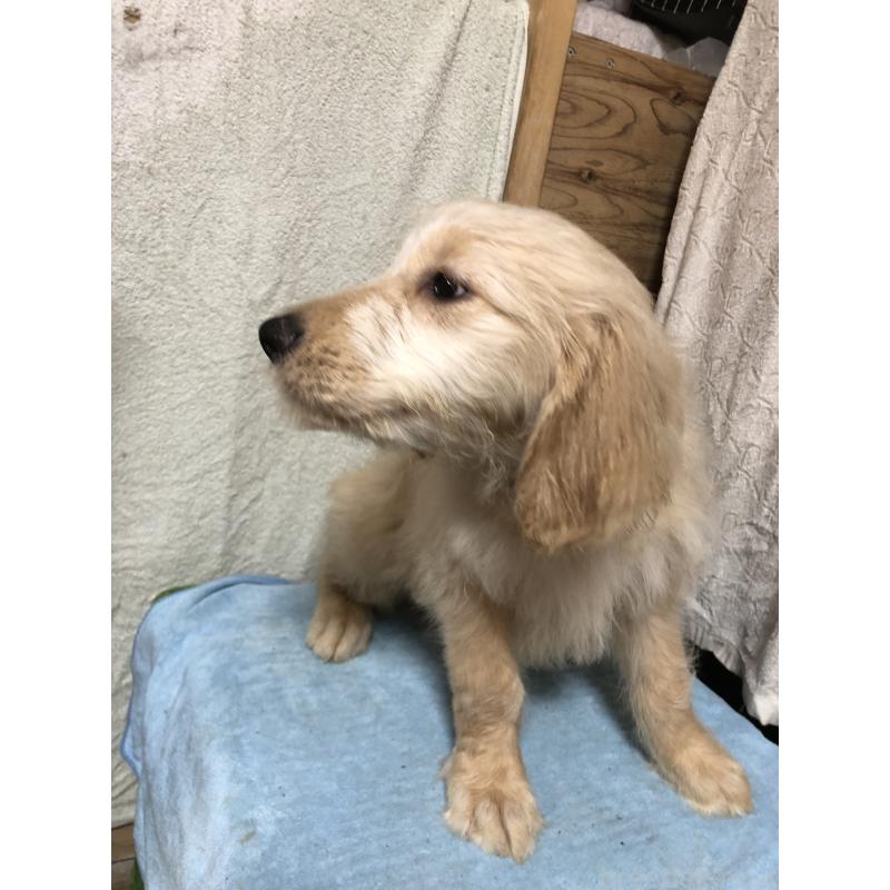 販売中の兵庫県のゴールデンドゥードル:ゴールデンレトリーバー×プードル-398923の10枚目