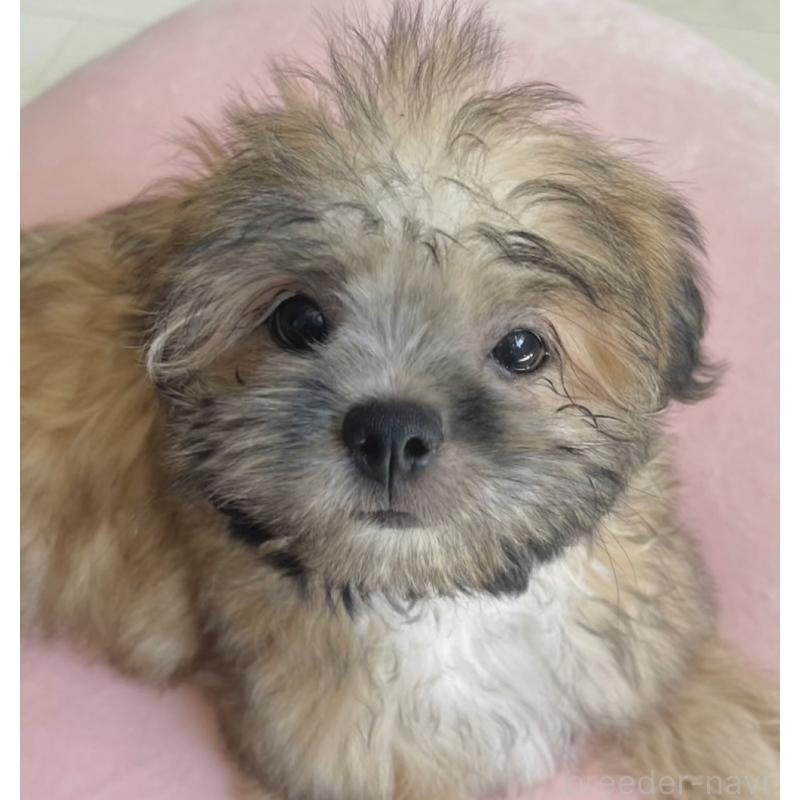 販売中の福岡県のミックス犬-387535