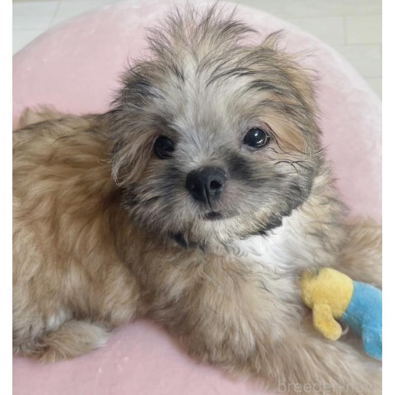 販売中の福岡県のミックス犬-387535の10枚目