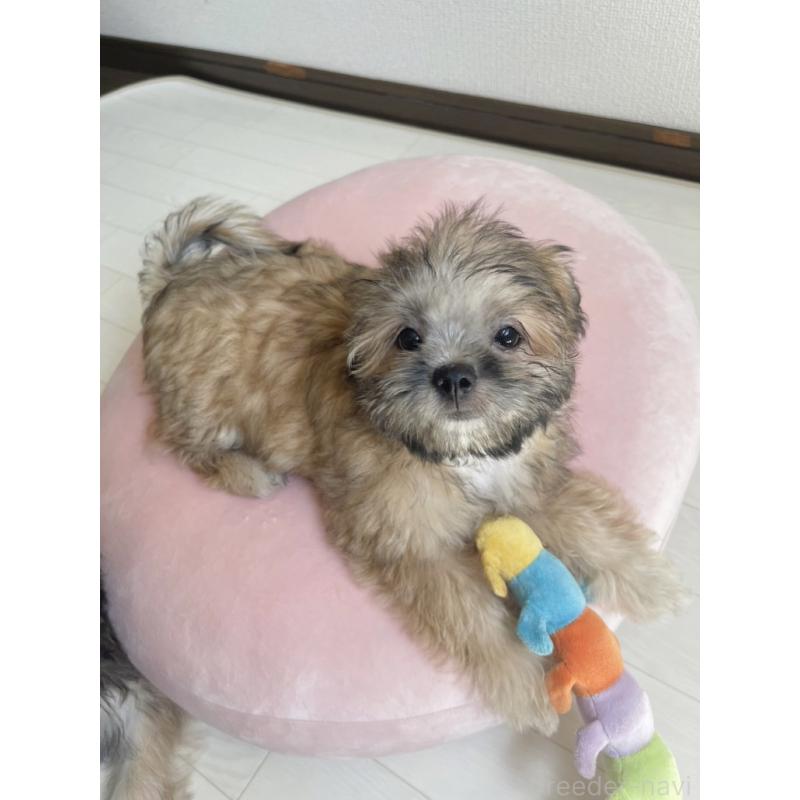 販売中の福岡県のミックス犬-387535の9枚目