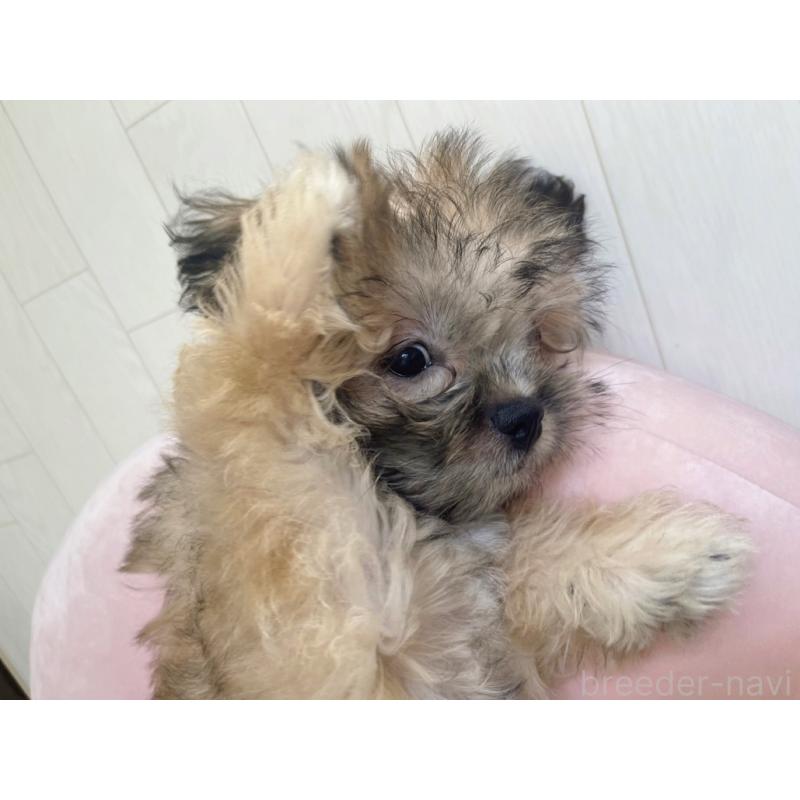 販売中の福岡県のミックス犬-387535の8枚目
