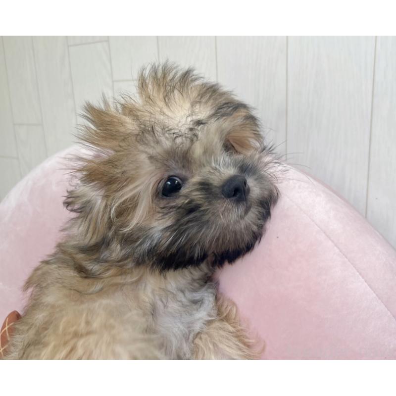 販売中の福岡県のミックス犬-387535の7枚目