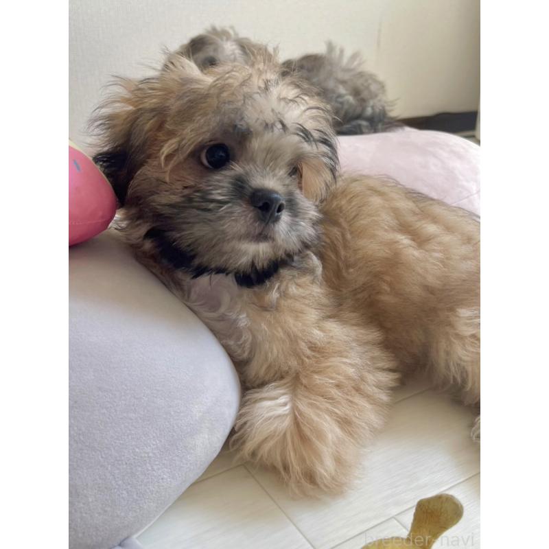 販売中の福岡県のミックス犬-387535の6枚目
