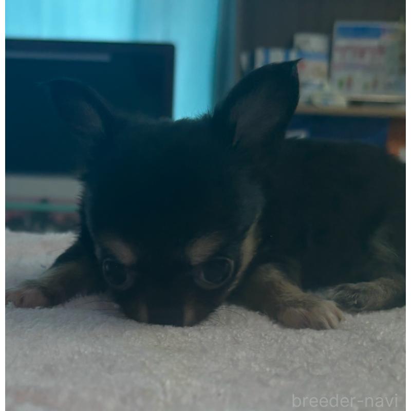 成約済の岐阜県のチワワ(ロングコート)-406665の3枚目
