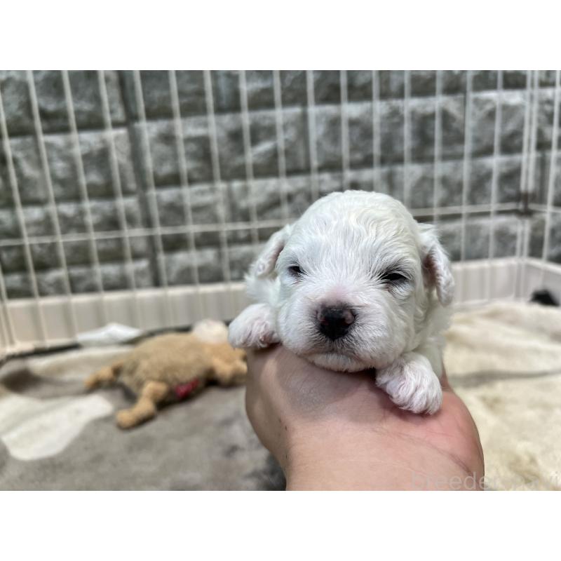 成約済の埼玉県のビションフリーゼ-406825の12枚目