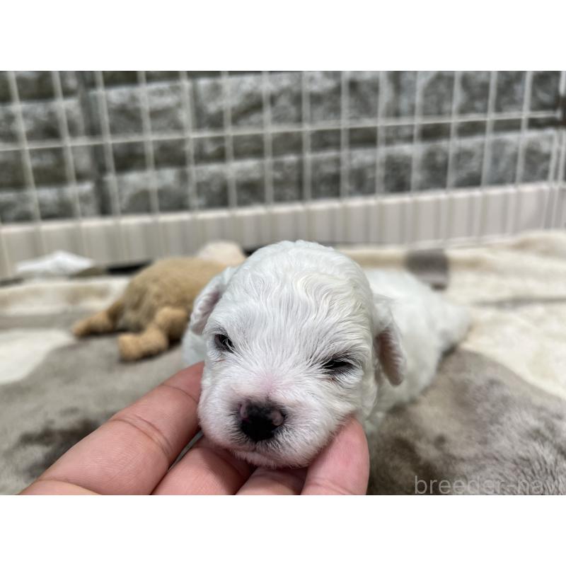 成約済の埼玉県のビションフリーゼ-406825の11枚目