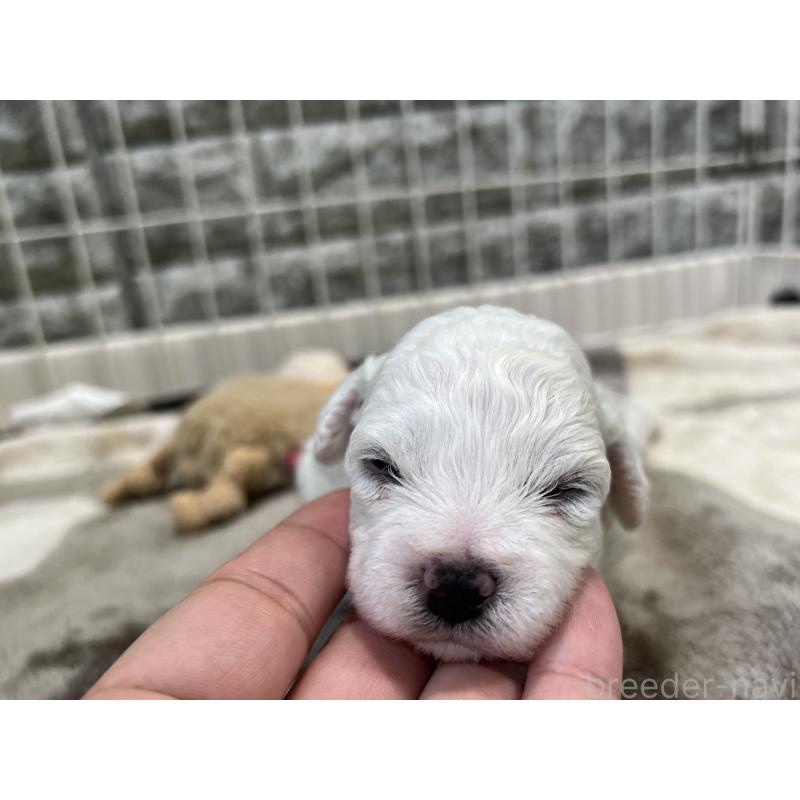 成約済の埼玉県のビションフリーゼ-406825の10枚目