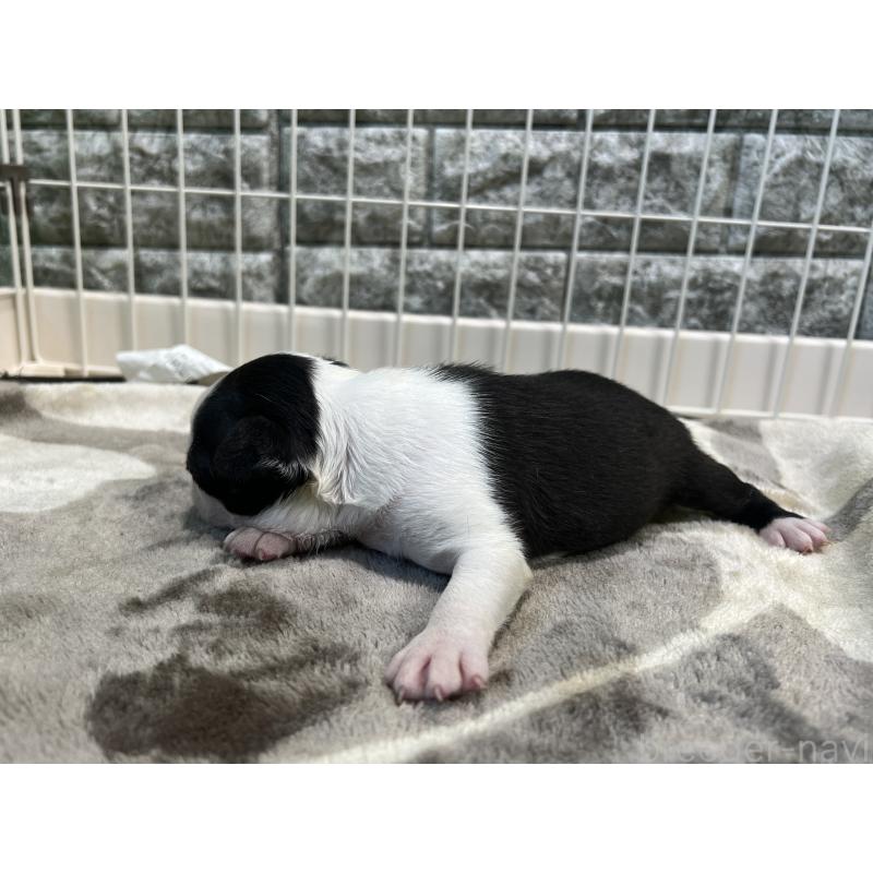 販売中の埼玉県のボストンテリア-408100の4枚目