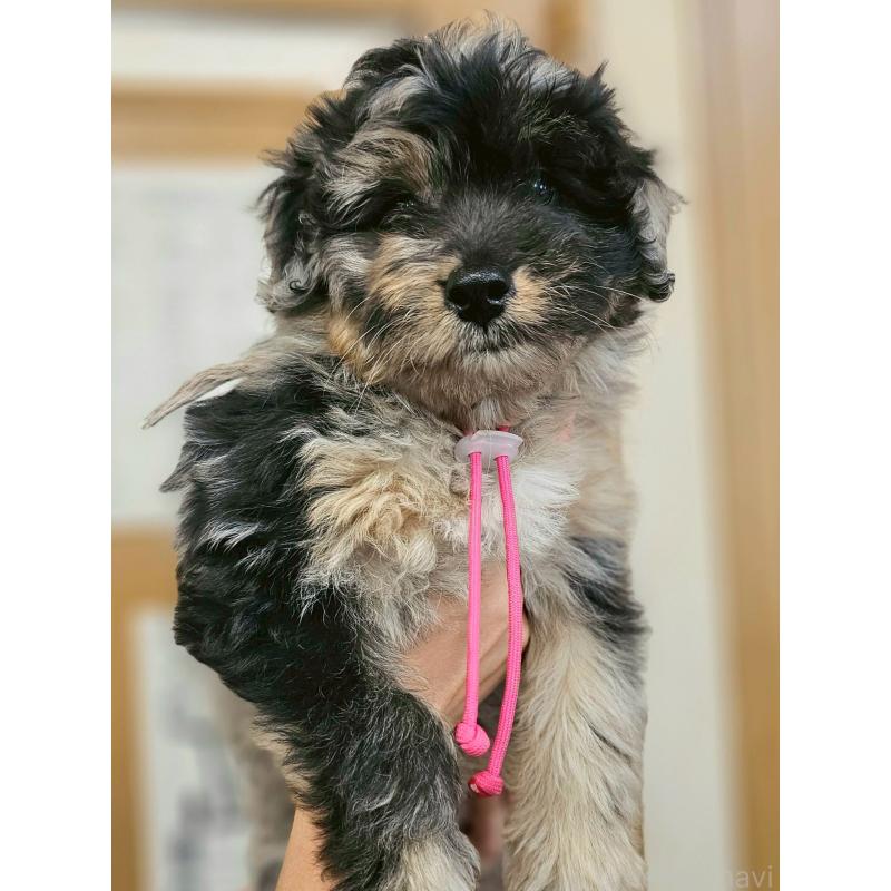 成約済の長野県のミックス犬-397671の1枚目