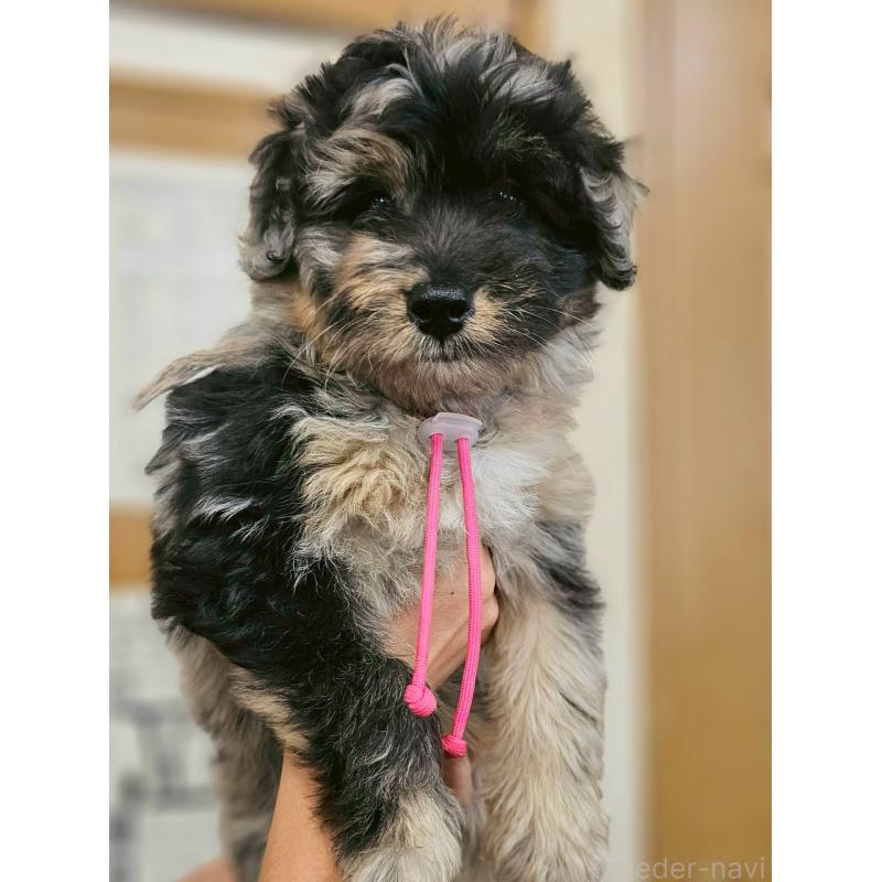 成約済の長野県のミックス犬-397671の3枚目