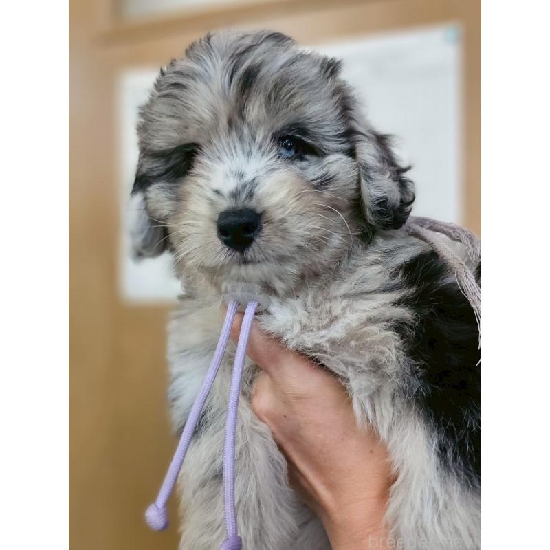 成約済の長野県のミックス犬-397669の1枚目