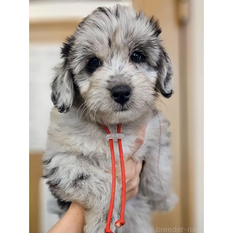 販売中の長野県のミックス犬-397668