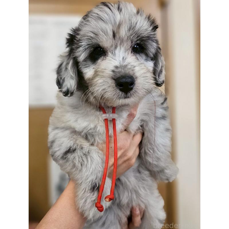 成約済の長野県のミックス犬-397668の3枚目