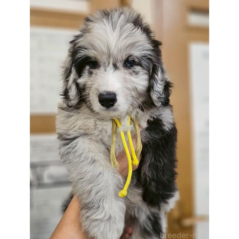 成約済の長野県のミックス犬-397667の3枚目