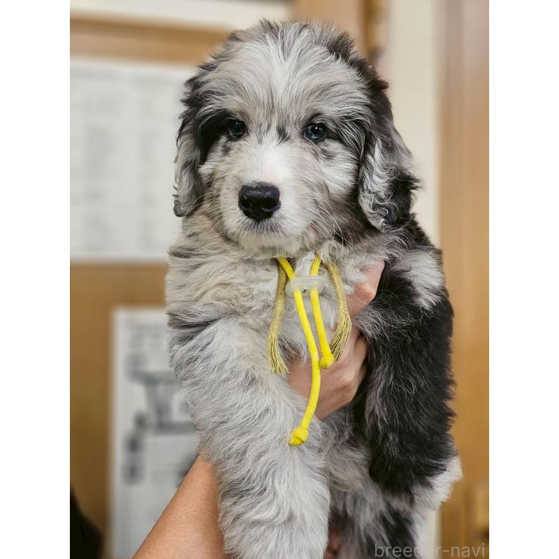 成約済の長野県のミックス犬-397667の1枚目