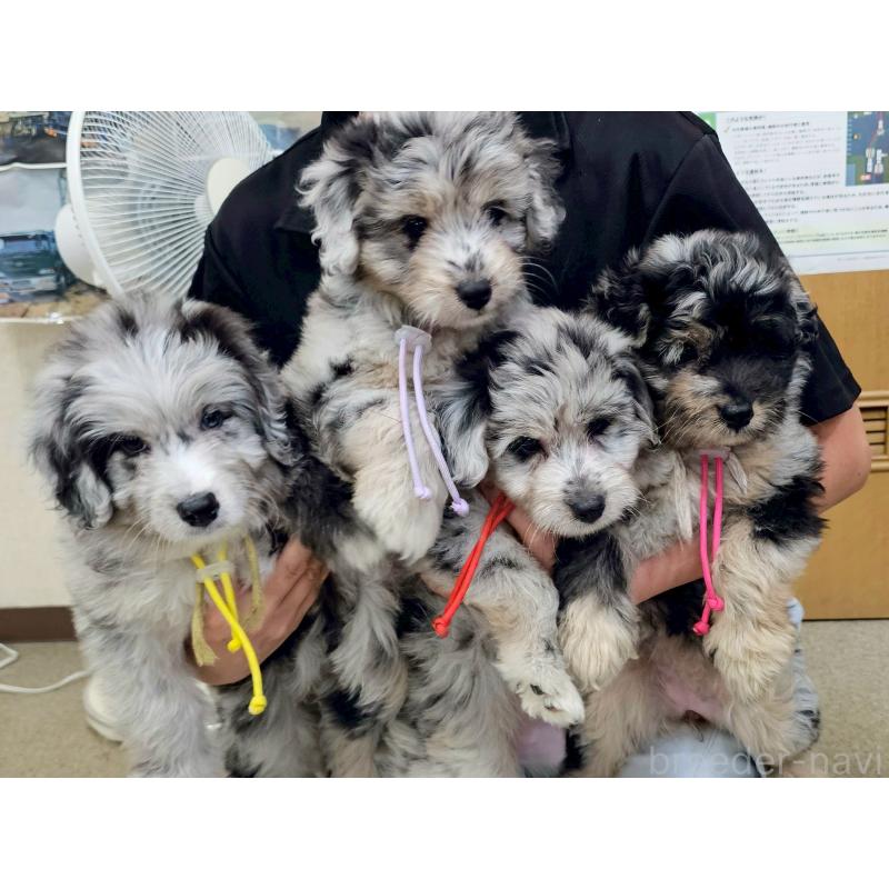 成約済の長野県のミックス犬-397667の2枚目