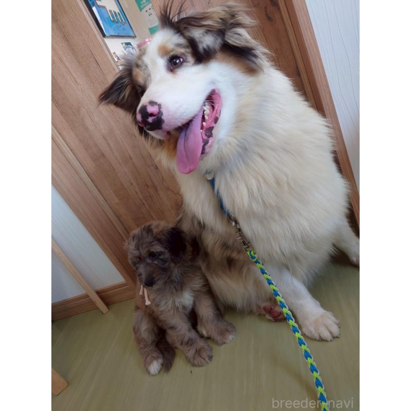 かぼすちゃん1枚目