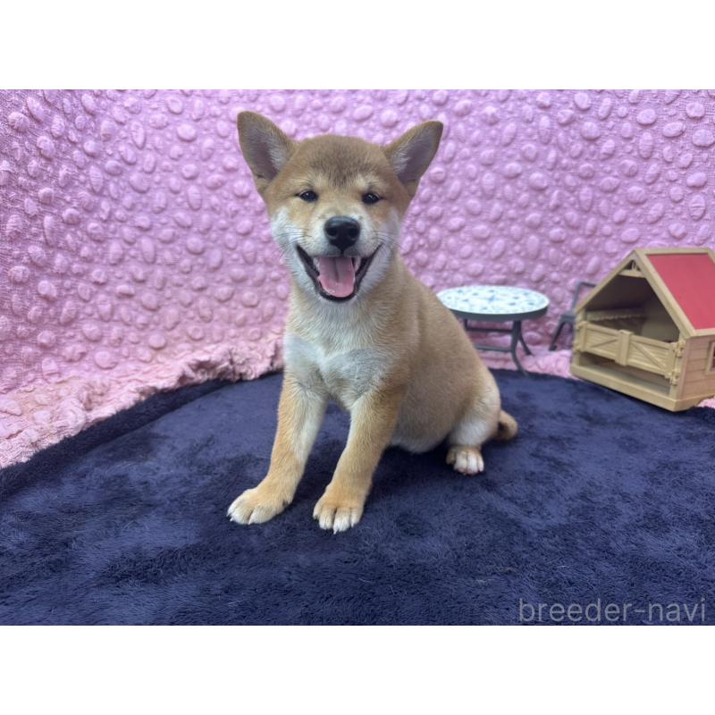 販売中の茨城県の柴犬-408119の10枚目