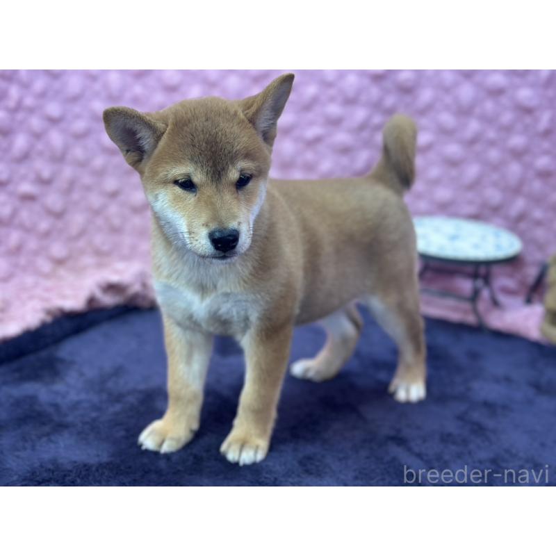 販売中の茨城県の柴犬-408119の9枚目