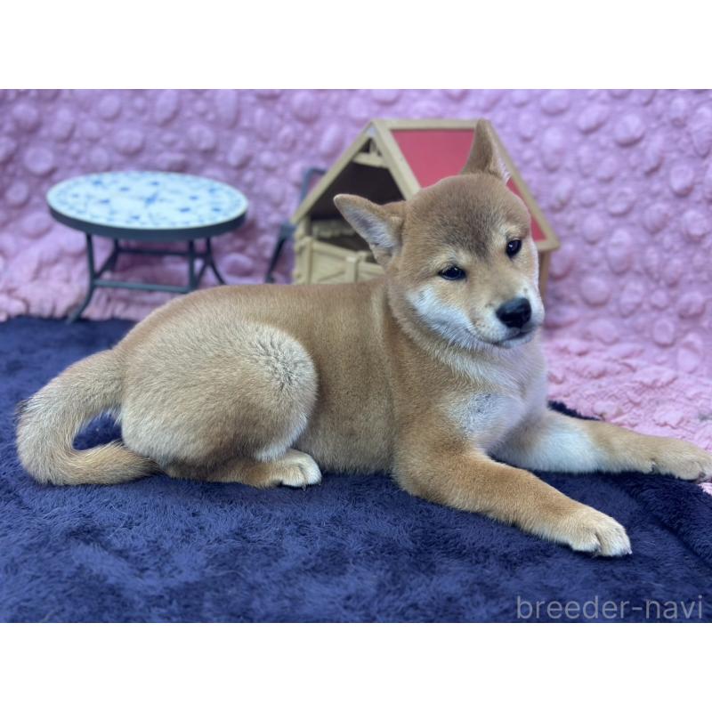販売中の茨城県の柴犬-408119の8枚目