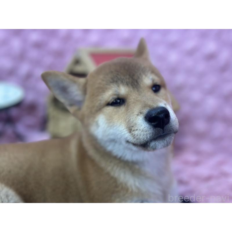 販売中の茨城県の柴犬-408119の7枚目
