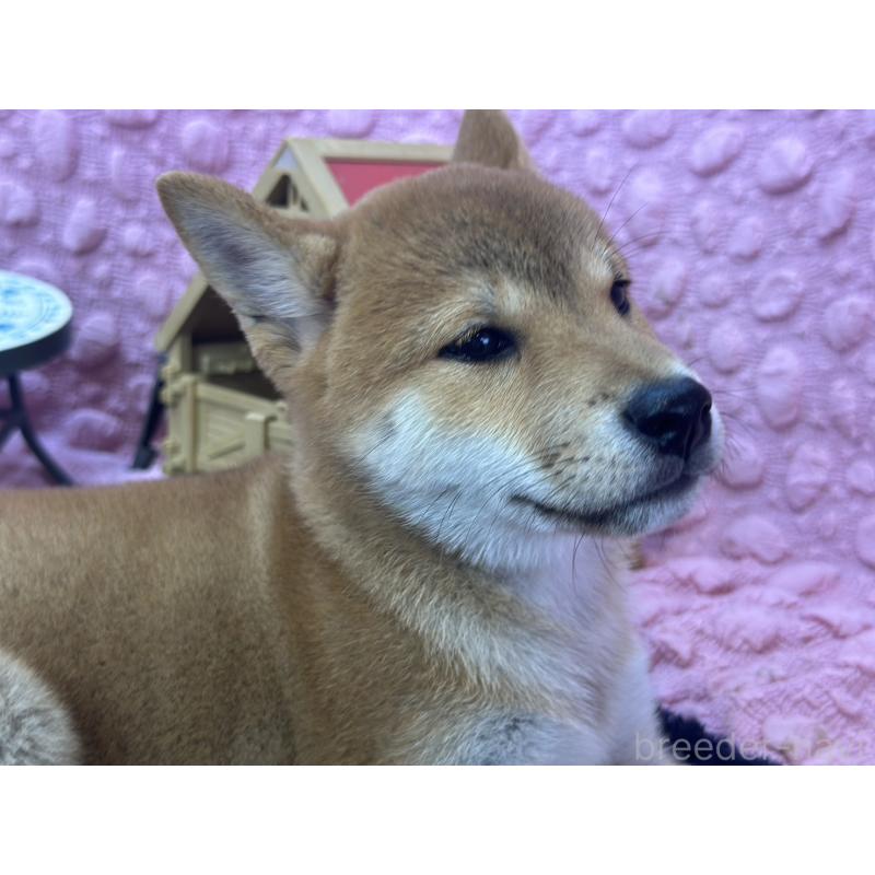販売中の茨城県の柴犬-408119の6枚目