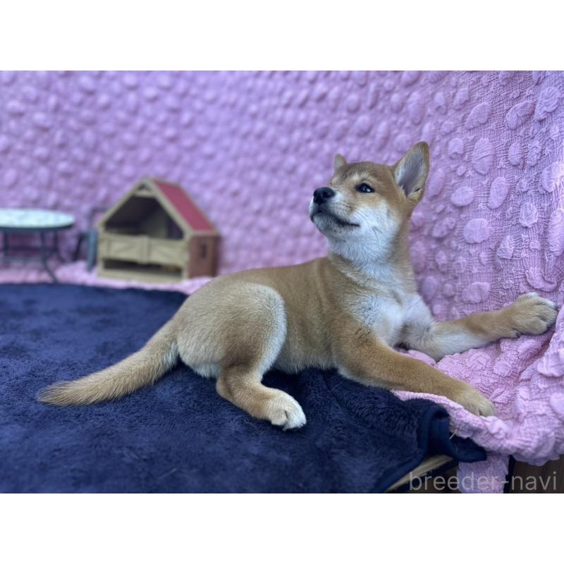 販売中の茨城県の柴犬-408119の5枚目