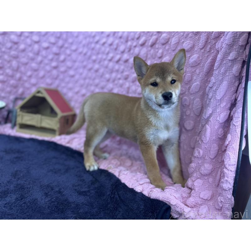 販売中の茨城県の柴犬-408119の1枚目