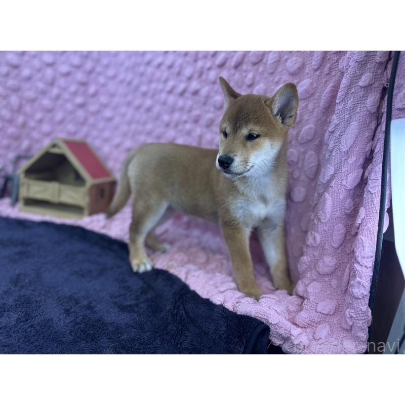販売中の茨城県の柴犬-408119の4枚目
