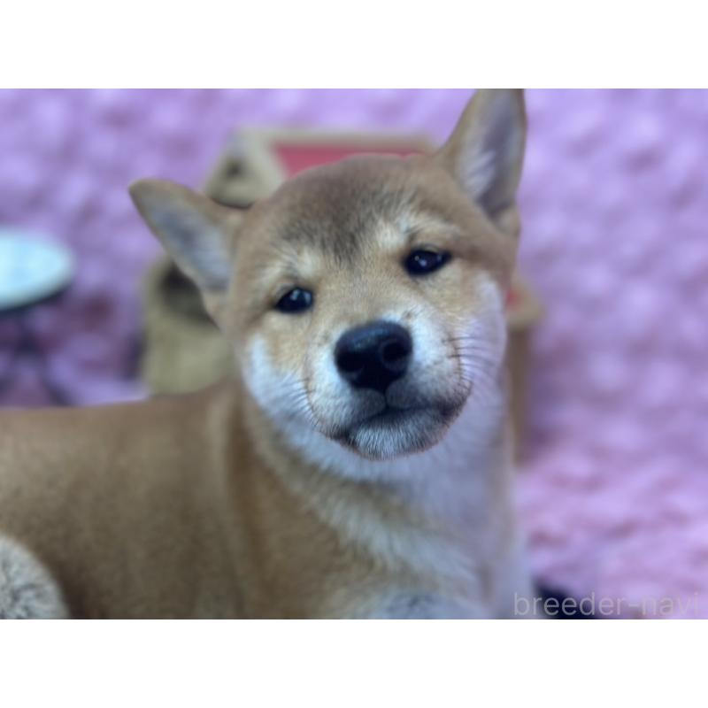 販売中の茨城県の柴犬-408119の3枚目