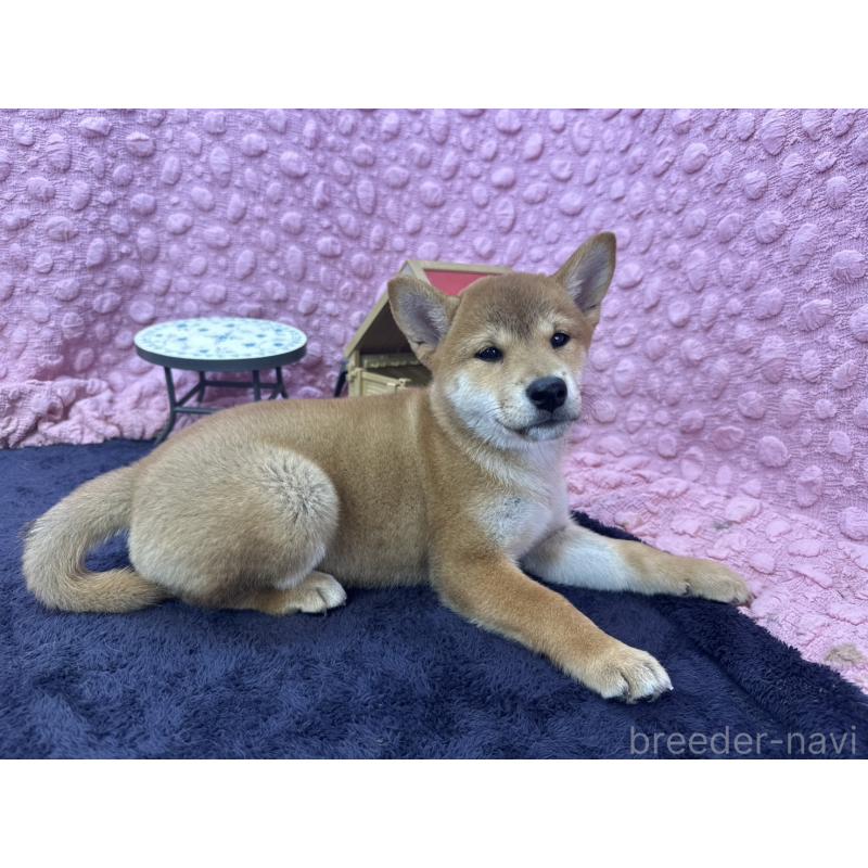 販売中の茨城県の柴犬-408119の2枚目