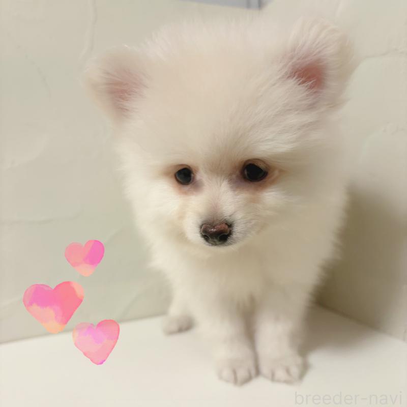 販売中の東京都のポメチワ:ポメラニアン×チワワ-408120の2枚目