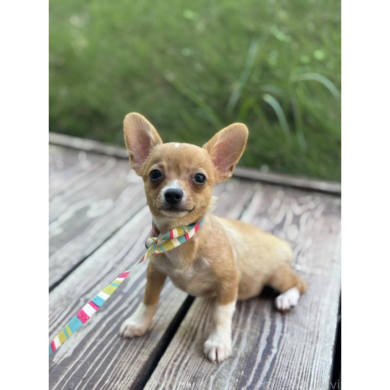 販売中の山口県のミックス犬-400664の3枚目
