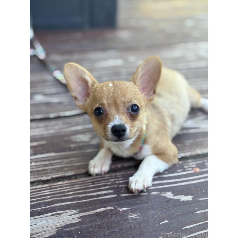 販売中の山口県のミックス犬-400664の2枚目