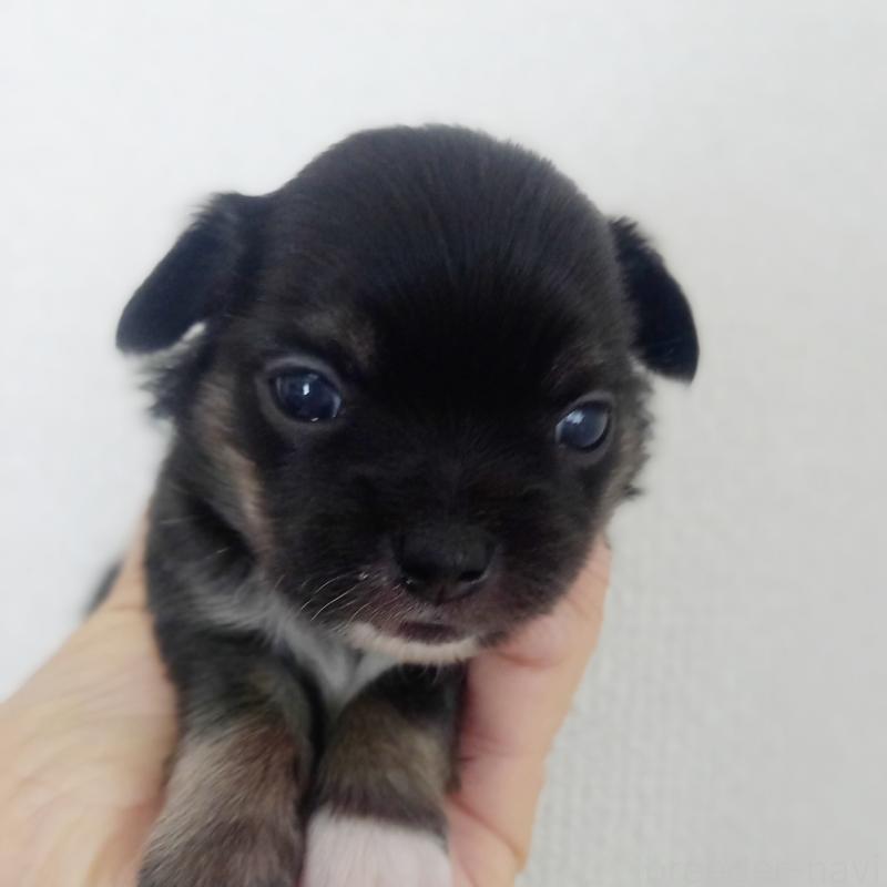 販売中の山口県のチワワ(ロングコート)-408029の1枚目
