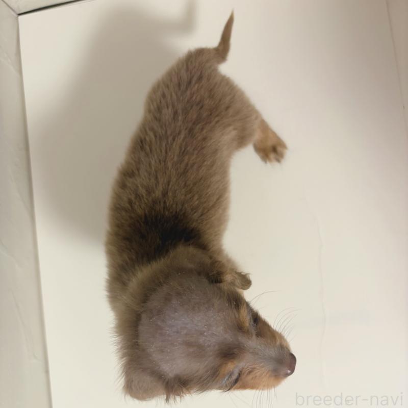 販売中の東京都のカニンヘンダックスフンド(ロングヘアード)-408124の4枚目
