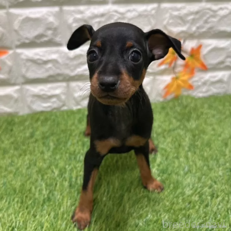 成約済の愛知県のミニチュアピンシャー(ミニピン)-406935の1枚目