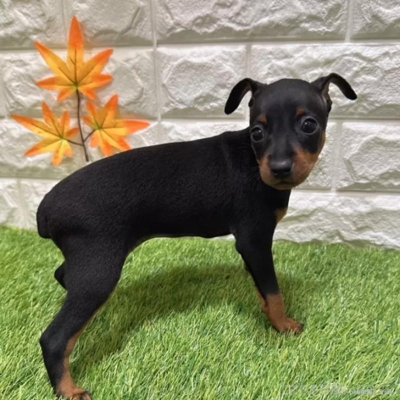 成約済の愛知県のミニチュアピンシャー(ミニピン)-406935の5枚目